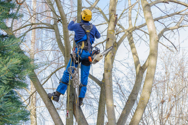 Best Hazardous Tree Removal  in Vienna, VA