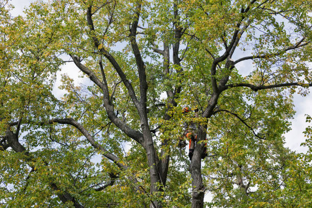 Vienna, VA Tree Removal Services Company